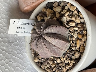 Euphorbia obesa.jpg